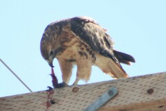 Buteo jamaicensis calurus