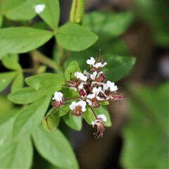 Polanisia dodecandra