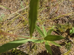 Helianthus pauciflorus