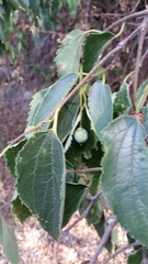 Celtis australis