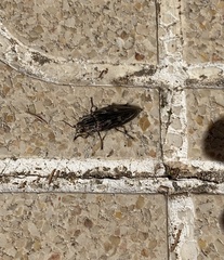 Chalcophora mariana massiliensis