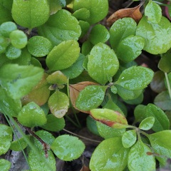 Linnaea borealis