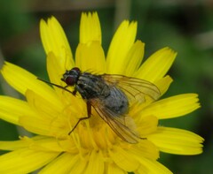 Diptera
