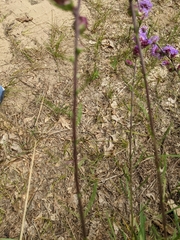 Helianthus pauciflorus