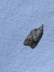 Platynota idaeusalis