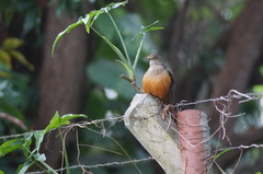 Turdus rufiventris