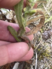 Pseudognaphalium ramosissimum