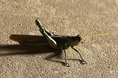 Schistocerca obscura