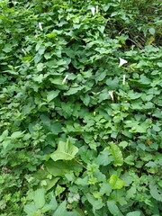 Calystegia silvatica