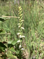 Spiranthes casei casei