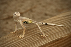 Callisaurus draconoides