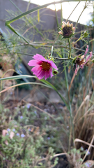 Cosmos bipinnatus