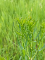 Falcaria vulgaris
