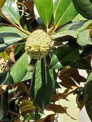 Magnolia grandiflora