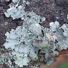 Punctelia subrudecta