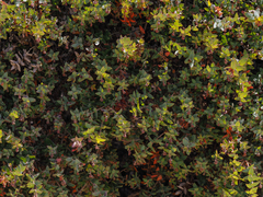 Arctostaphylos pajaroensis