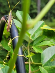 Schistocerca obscura