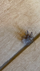 Scotophaeus blackwalli