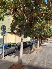Magnolia grandiflora
