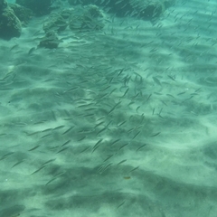 Trachurus