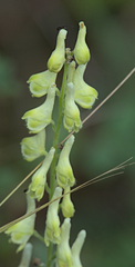Aconitum barbatum