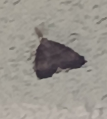 Lymantria dispar