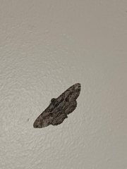 Anavitrinella pampinaria