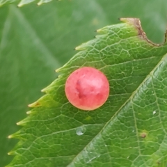 Symphyta