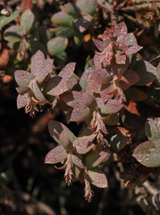 Arctostaphylos pajaroensis