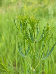 Falcaria vulgaris