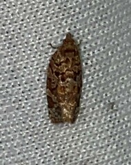 Argyrotaenia tabulana
