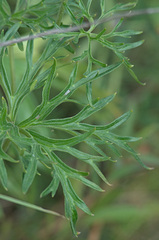 Aconitum barbatum