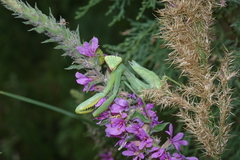 Hierodula transcaucasica
