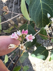 Apocynum androsaemifolium