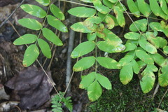 Osmunda spectabilis