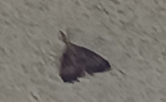 Lymantria dispar