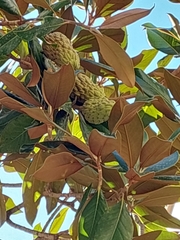 Magnolia grandiflora