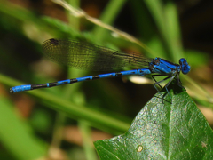 Argia vivida