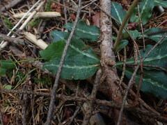 Goodyera oblongifolia