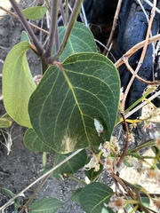 Apocynum androsaemifolium