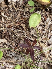 Lysimachia borealis