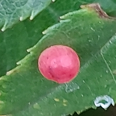 Symphyta