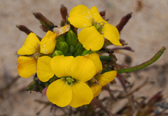 Erysimum menziesii
