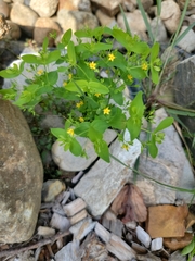 Hypericum mutilum