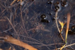 Utricularia intermedia
