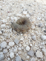 Agrius convolvuli