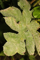 Erysiphe heraclei