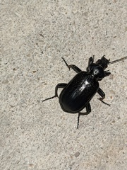 Calosoma