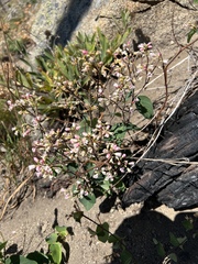 Apocynum androsaemifolium