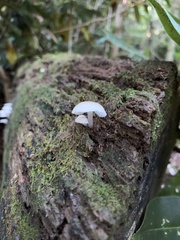 Tetrapyrgos nigripes